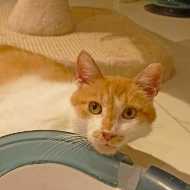 Newton, którego życie nie oszczędzało szuka domu