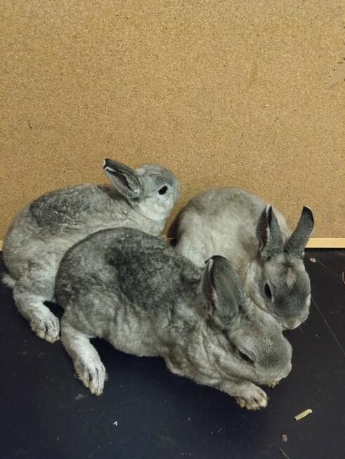 Króliczki karzełki rex