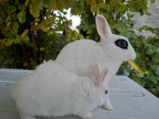 Sprzedam maluszki króliki karzełki (miniaturki)