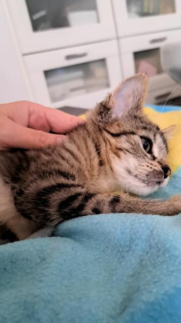 Yumiko malutka koteńka szuka domu