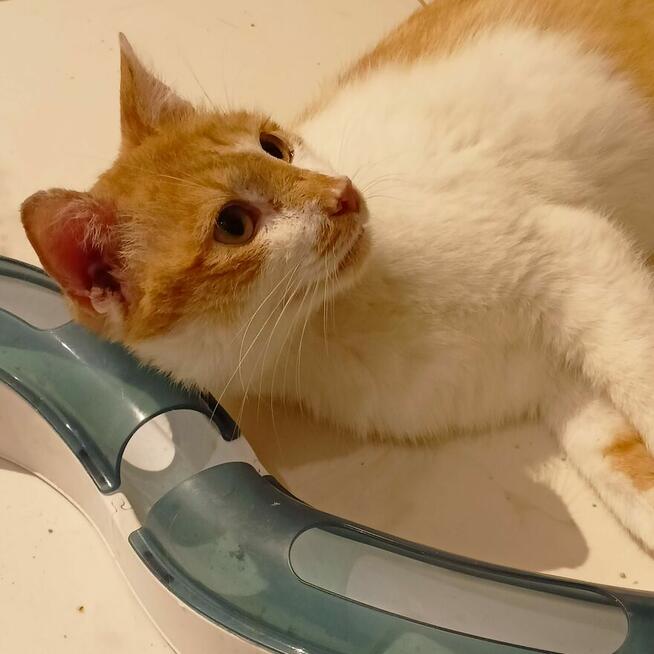 Newton, którego życie nie oszczędzało szuka domu