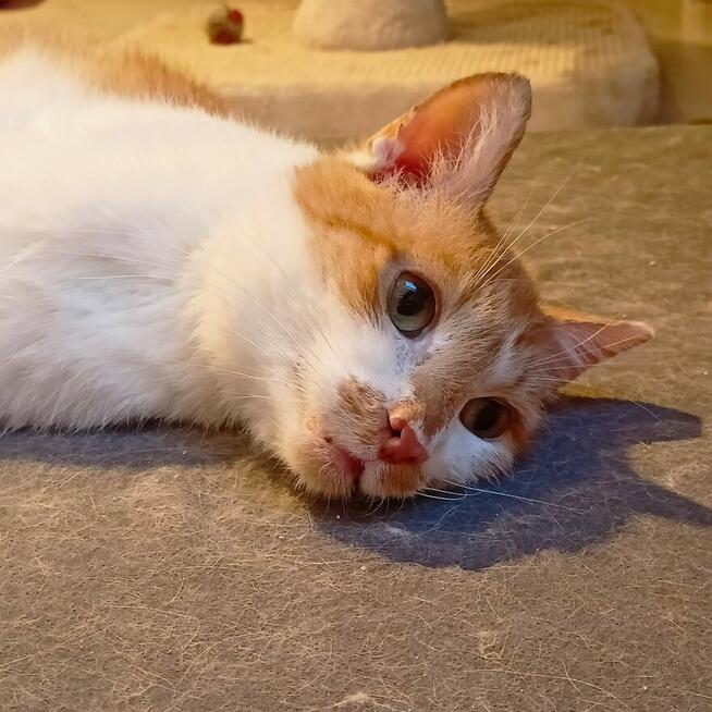 Newton, którego życie nie oszczędzało szuka domu