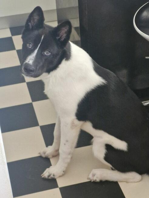 Pies samiec 10 miesiecy