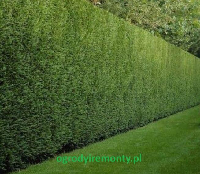 Usługi remontowe i utrzymanie zieleni