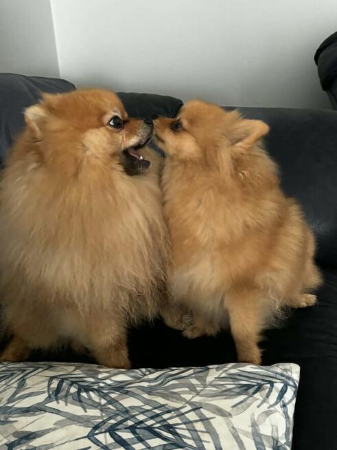 sprzedam sunia pomeranian FCI