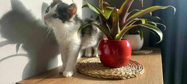 Do adopcji – kocie siostrzyczki: Nuka i Kukisia