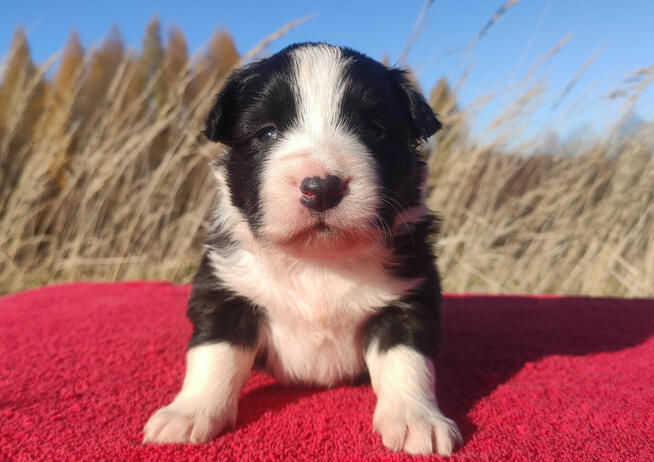 Rasowa suczka BORDER COLLIE z Hodowli - pełną dok.