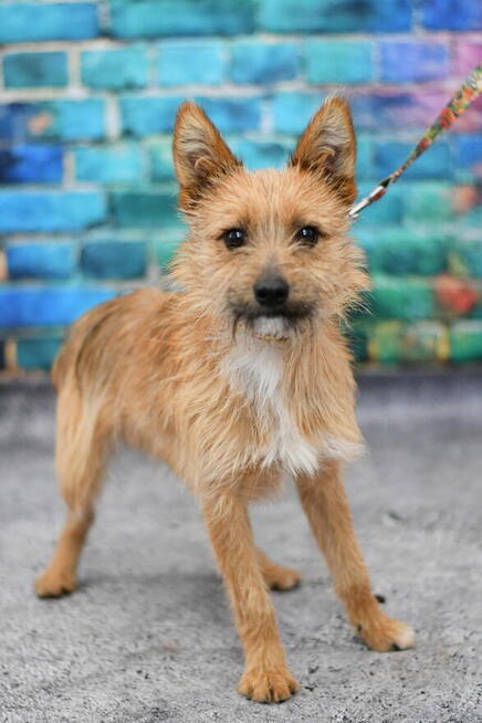 Śliczny Rubi szuka rodzinki do pokochania!