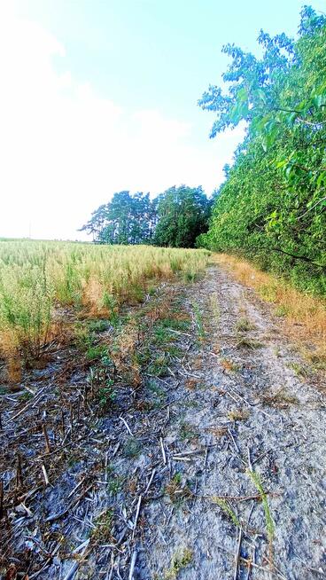 4 Atrakcyjne działki budowlane Nienwiszcz/Rogożno, 3 jeszcze dostępne