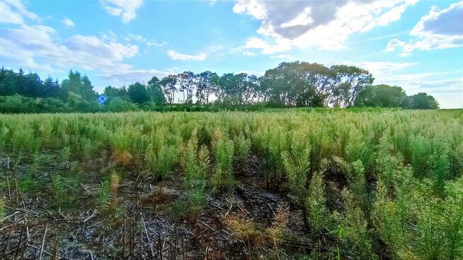 4 Atrakcyjne działki budowlane Nienwiszcz/Rogożno, 3 jeszcze dostępne