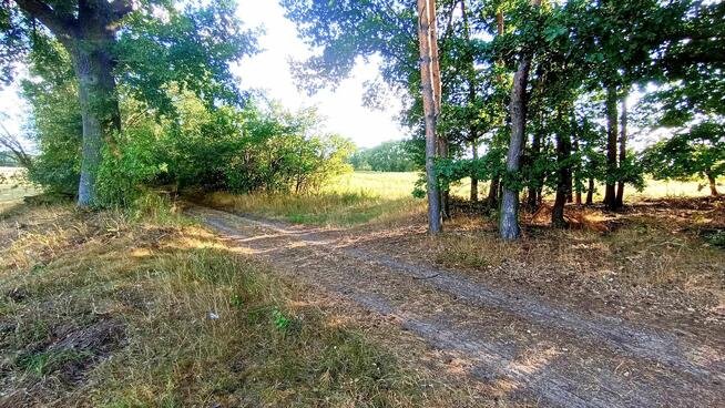 4 Atrakcyjne działki budowlane Nienwiszcz/Rogożno, 3 jeszcze dostępne