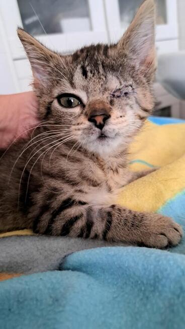 Yumiko malutka koteńka szuka domu