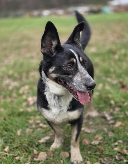 Lena 11 kg szuka domu schronisko Zgierz -aktualne