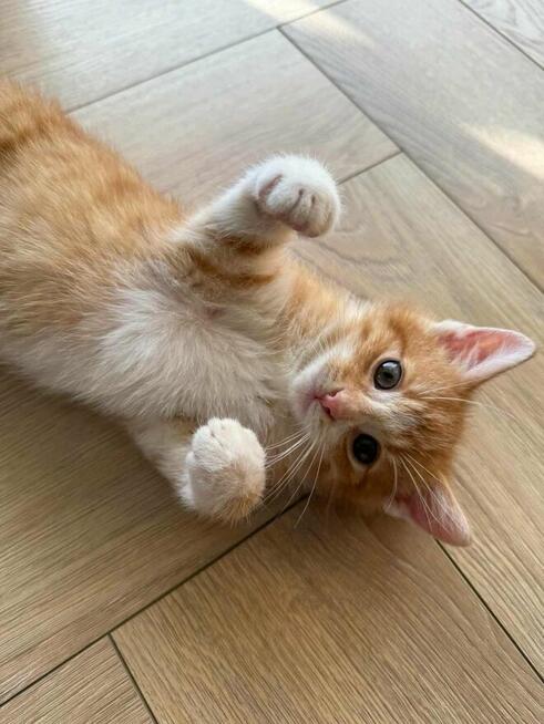 Poki i Lima maluchy szukają domu