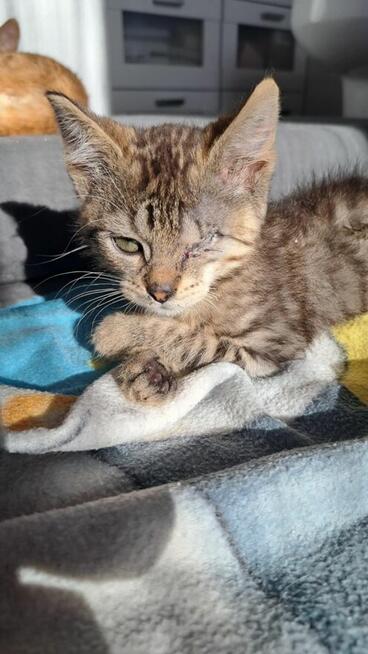 Yumiko malutka koteńka szuka domu