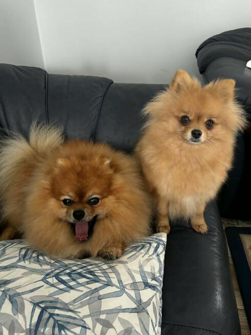 sprzedam sunia pomeranian FCI