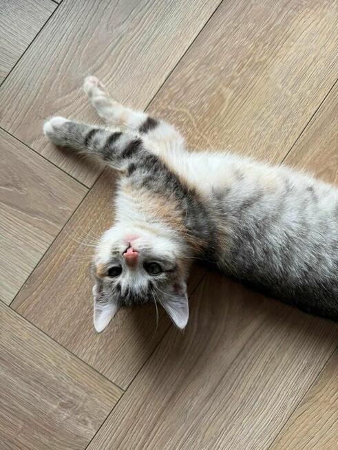 Poki i Lima maluchy szukają domu