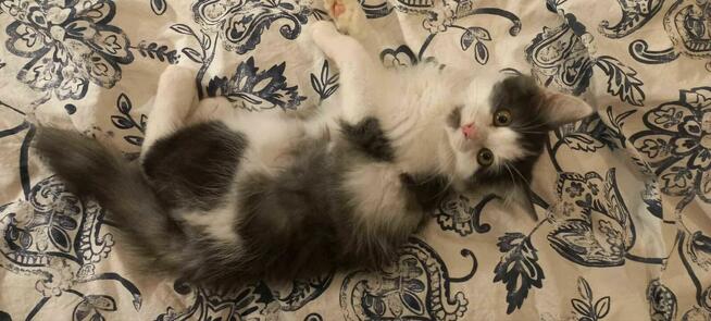 Do adopcji – kocie siostrzyczki: Nuka i Kukisia