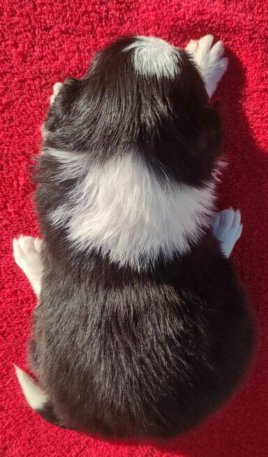 Rasowa suczka BORDER COLLIE z Hodowli - pełną dok.