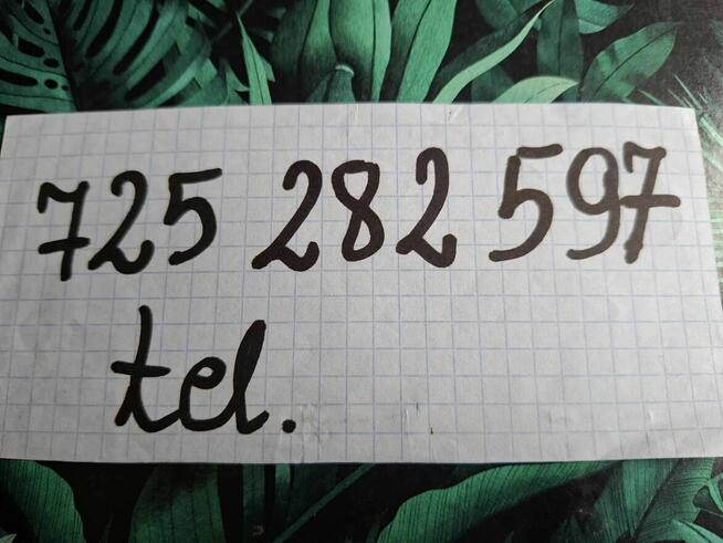 Sprzedam maluszki króliki karzełki (miniaturki)