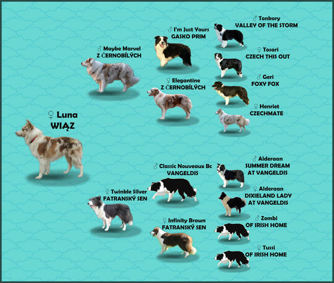 Rasowa suczka BORDER COLLIE z Hodowli - pełną dok.