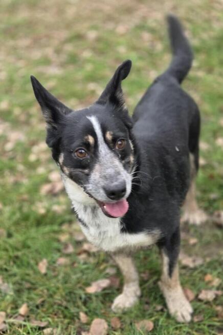 Lena 11 kg szuka domu schronisko Zgierz -aktualne