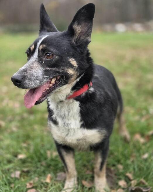 Lena 11 kg szuka domu schronisko Zgierz -aktualne