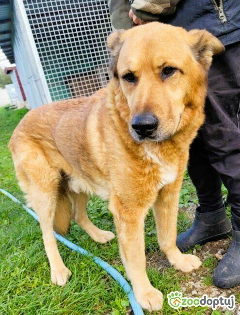 TUPTUŚ - zapomniany przez wszystkich, kochany psiak do adopc