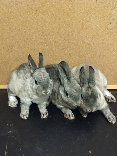 Króliczki karzełki rex