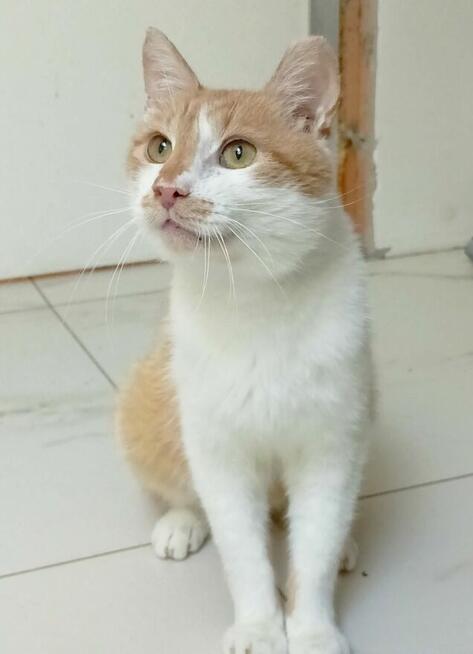 Newton, którego życie nie oszczędzało szuka domu