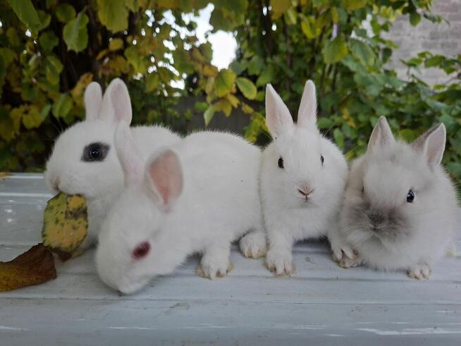 Sprzedam maluszki króliki karzełki (miniaturki)