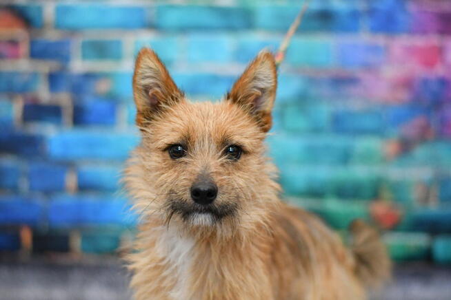 Śliczny Rubi szuka rodzinki do pokochania!