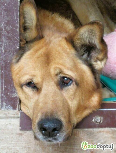 TUPTUŚ - zapomniany przez wszystkich, kochany psiak do adopc