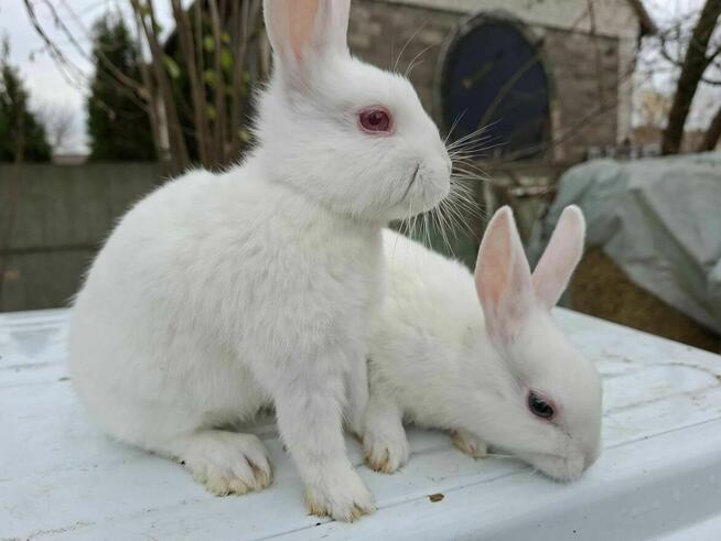 Sprzedam maluszki króliki karzełki (miniaturki)