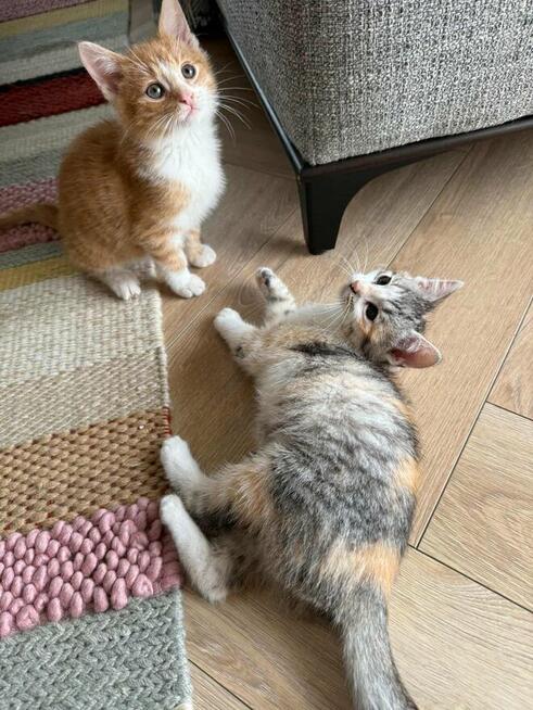 Poki i Lima maluchy szukają domu