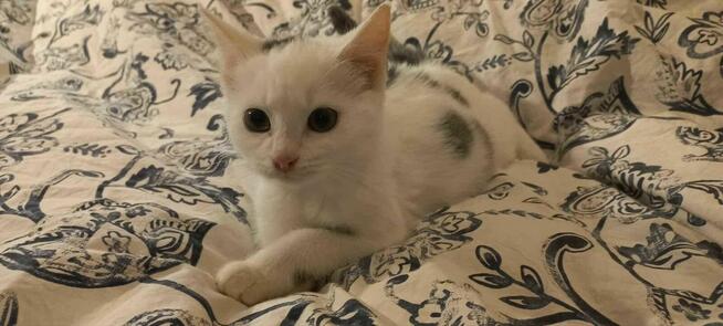 Do adopcji – kocie siostrzyczki: Nuka i Kukisia