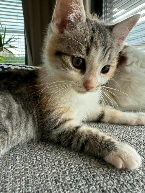 Poki i Lima maluchy szukają domu