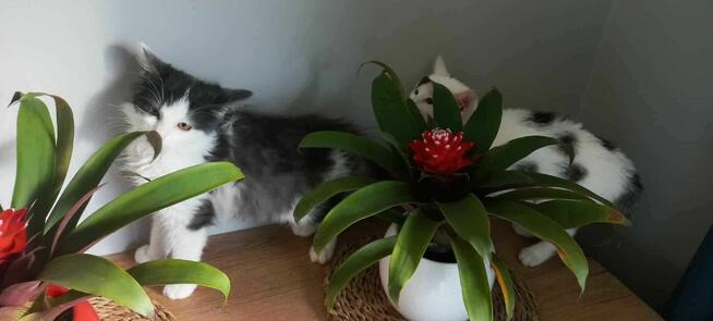 Do adopcji – kocie siostrzyczki: Nuka i Kukisia