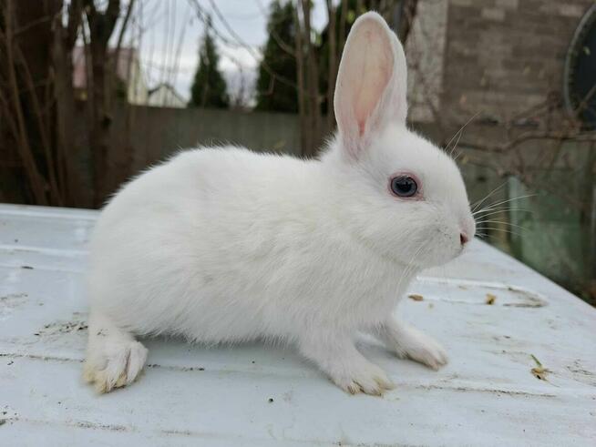 Sprzedam maluszki króliki karzełki (miniaturki)