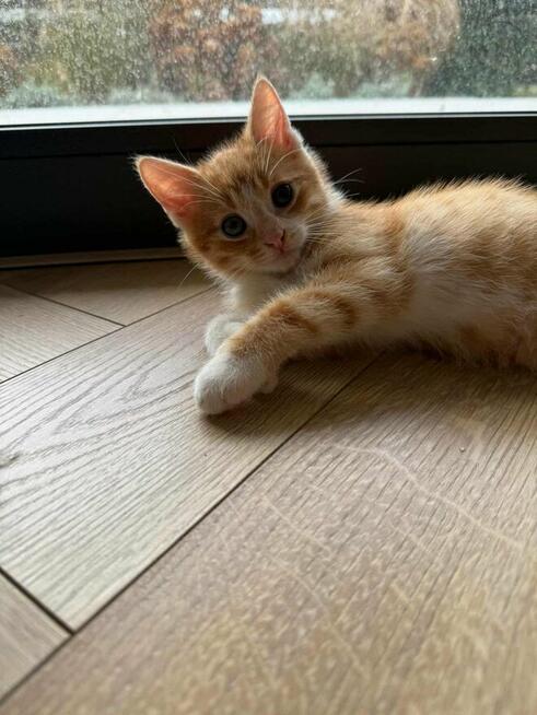 Poki i Lima maluchy szukają domu