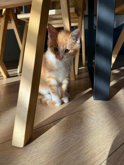 Poki i Lima maluchy szukają domu