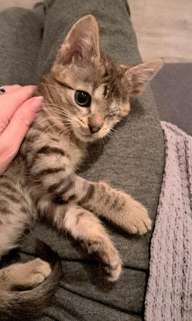 Yumiko malutka koteńka szuka domu