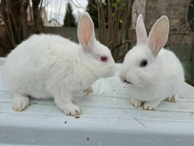 Sprzedam maluszki króliki karzełki (miniaturki)