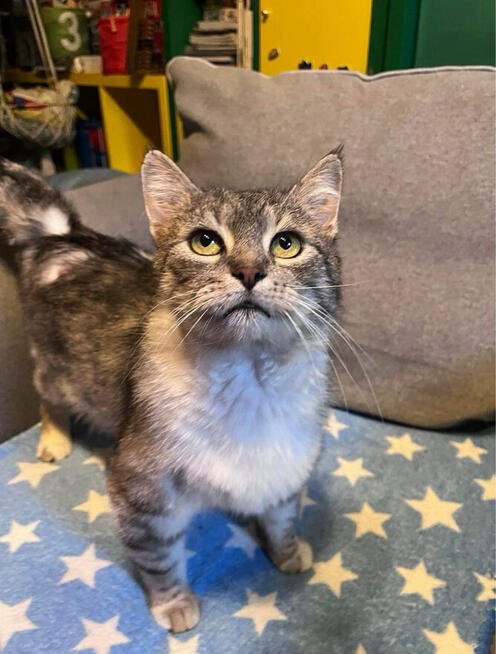 Poldek około 3 letni kocurek szuka domku