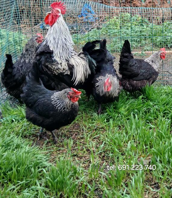 jajka lęgowe rasy leghorn, zielononóżka, marans - i inne