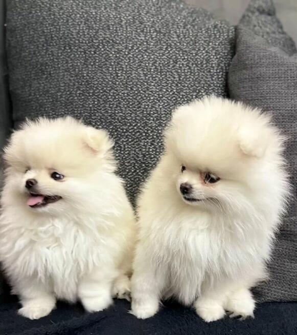 Najwyższej jakości zarejestrowany pomeranian