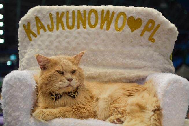 Kenai - przystojny kocurek Maine Coon