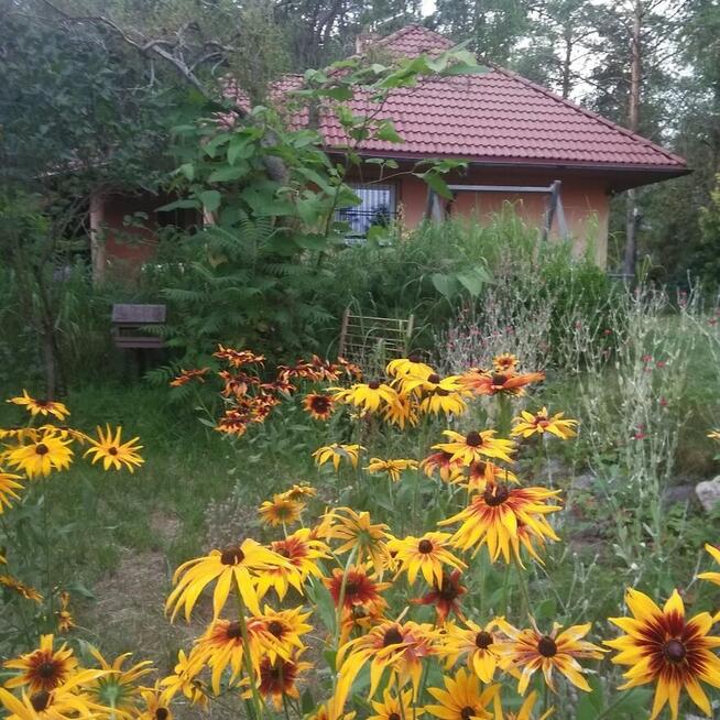 Kaszuby dom z dużą zagospodarową działką