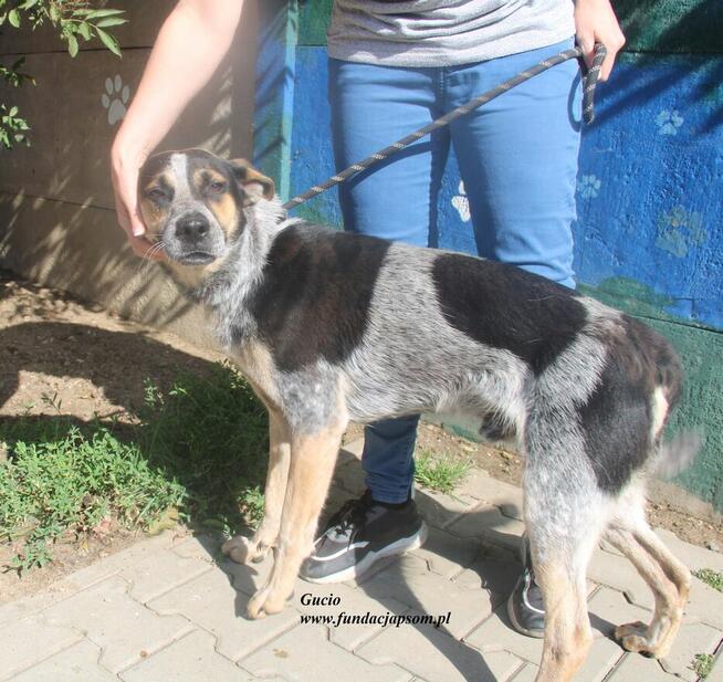 Gucio - szuka kochającego domu
