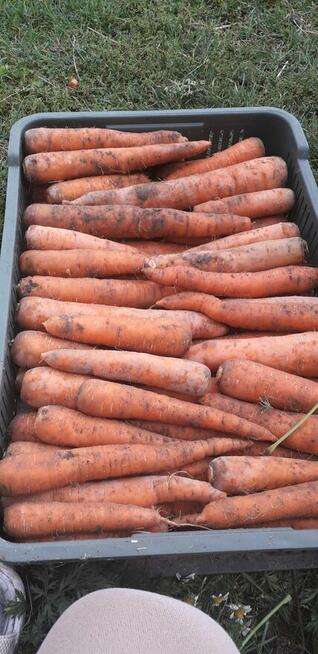 Marchew jadalna i odpadowa